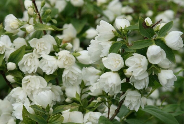JAZMINAS 'BOUQUET BLANC'